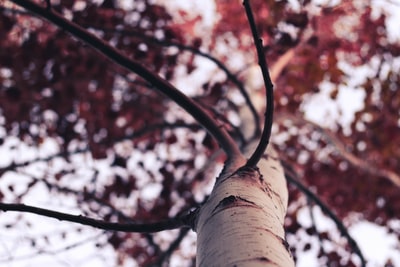低角度摄影的棕色在白天有叶子的树

